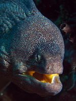 Yellowmouth Moray Eel - Gymnothorax nudivomer - Gelbmaul Netzmuräne