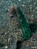 Reticulated Moray Eel - Gymnothorax richardsoni - Richardson-Muräne