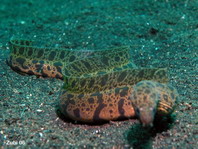 Undulated Moray Eel - Gymnothorax undulatus - Marmor Muräne