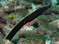 Black Ribbon Eel (juvenile) - <em>Rhinomuraena quaesita</em> - Schwarze Geistermuräne (Jungtier) 