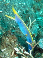 BlueRibbon Eel (male) - <em>Rhinomuraena quaesita</em> - Blaue Geistermuräne (Männchen)