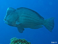 Bumphead parrotfish - Bolbometopon muricatum - Büffelkopf Papageifisch