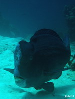Bumphead parrotfish - <em>Bolbometopon muricatum</em> - Büffelkopf Papageifisch
