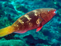 Bullethead Parrotfish - Chlorurus sordidus - Kugelkopf Papageifisch