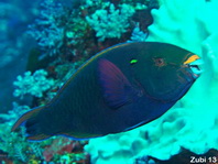Swarthy Parrotfish - Scarus niger - Schwarzer Papageifisch