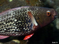 Redlip Parrotfish first phase - Scarus rubroviolaceus - Nasenhöcker-Papageifisch Anfangsphase 