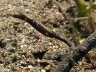 Shortpouch Pygmy Pipehorse - <em>Acentronura tentaculata</em> - Kurztaschen-Zwerg-Nadelpferdchen