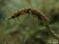 Shortpouch Pygmy Pipehorse - <em>Acentronura tentaculata</em> - Kurztaschen-Zwerg-Nadelpferdchen