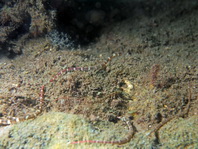 Brown-Banded Pipefish - Corythoichthys amplexus - Braunband-Seenadel