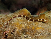 Brown-Banded Pipefish - Corythoichthys amplexus - Braunband-Seenadel