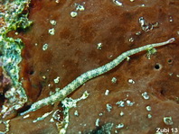 Network pipefish - Corythoichthys flavofasciatus - Netz-Seenadel