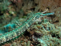 Schultz's Pipefish - Corythoichthys schultzi - Schultz Seenadel