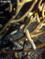 Banded Messmate pipefish - Corythoichthys sp. 10 - Gebänderte Seenadel