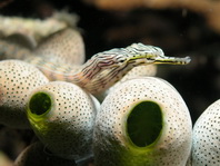 Banded Messmate pipefish - Corythoichthys sp. 10 - Gebänderte Seenadel