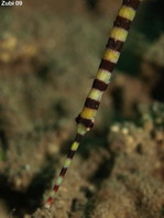 Ringed Pipefish - Doryrhamphus dactyliophorus - Gebänderte Seenadel