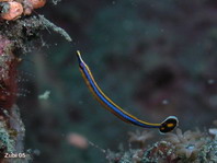 Honshu Pipefish - <em>Doryrhamphus japonicus</em> - Honshu-Seenadel