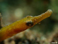 Duncker's pipefish - Halicampus dunckeri - Rothaar-Seenadel