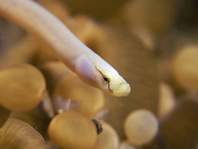 Mushroom Coral Pipefish (White Pipefish) - <em>Siokunichthys nigrolineatus</em> - Pilzkorallen-Seenadel 