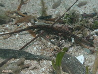 unidentified Pipefish - Nicht identifizierte Seenadel