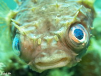 Orbicular Burrfish - <em>Cyclichthys orbicularis</em> - Kurzstachel Igelfisch