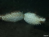 Fighting Orbicular Burrfish - <em>Cyclichthys orbicularis</em> - Kurzstachel Igelfisch, welche kämpfen