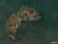 Fighting Orbicular Burrfish - <em>Cyclichthys orbicularis</em> - Kurzstachel Igelfisch, welche kämpfen