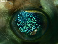 Eye of the Freckled Porcupinefish - Diodon holocanthus - Auges des Langstachel-Igelfisches