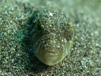 Shortfin Puffer hiding in the sand - <em>Torquigener brevipinnis</em> - Kurzflossen-Kugelfisch im Sand versteckt