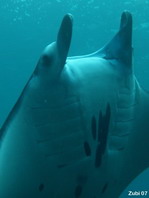 Giant Manta Ray details mouth - <em>Manta alfredi</em> - Manta Rochen Details Maul