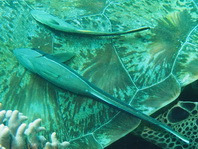Remora on turtle - Remora remora - Remora-Schiffshalter auf einer Meersschildkröte