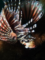 Zebra Lionfish - <em>Dendrochirus zebra</em> - Zebra Zwergfeuerfisch