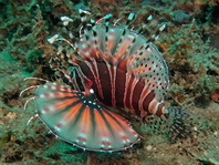Zebra Lionfish - <em>Dendrochirus zebra</em> - Zebra Zwergfeuerfisch
