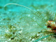 Gurnard Lionfish (Blackfoot Firefish) - <em>Parapterois heterura</em> - Blauflossen-Feuerfisch (Grossflossen-Feuerfisch) 