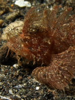 Ambon Scorpionfish - <em>Pteroidichthys amboinensis</em> - Ambon Skorpionfisch