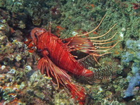 Clearfin Lionfish - Pterois radiata - Strahlen-Feuerfisch