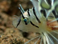 Juvenile Russels Lionfish - Pterois russelii - Russels Feuerfisch, Jungtier
