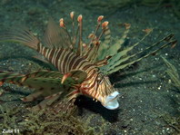 Kodipungi Lionfish - Pterois kodipungi - Kodipungi Rotfeuerfisch