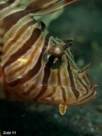 Kodipungi Lionfish - <em>Pterois kodipungi</em> - Kodipungi Rotfeuerfisch