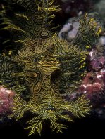 Lacy or Merlot scorpionfish - Rhinopias aphanes - Algen-Drachenkopf (Schluckspecht)