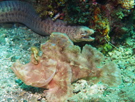 brown Eschmeyer's scorpionfish - <em>Rhinopias eschmeyeri</em> - brauner Eschmeyer's Drachenkopf