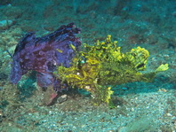 Fighting Weedy Scorpionfishes - <em>Rhinopias frondosa</em> - Kämpfende Tentakel-Drachenköpfe