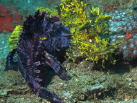 Fighting Weedy Scorpionfishes - <em>Rhinopias frondosa</em> - Kämpfende Tentakel-Drachenköpfe