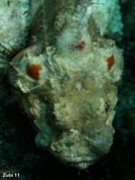 Flasher Scorpionfish - <em>Scorpaenopsis macrochir</em> - Glotzaugen Drachenkopf
