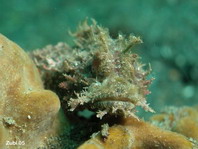 Papuan Scorpionfish - Scorpaenopsis papuensis - Papua Drachenkopf