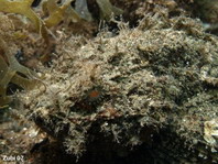 Raggy Scorpionfish - Scorpaenopsis venosa - Fetzen-Drachenkopf