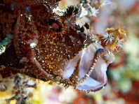 Yawning Leaf Scorpionfish (Scorpion Leaffish, Paperfish) - <em>Taenianotus triacanthus</em> - Gähnender Schaukelfisch