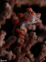 Pygmy Seahorse - <em>Hippocampus bargibanti</em> - Zwerg Seepferdchen