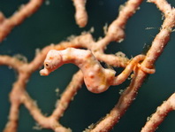 Denise's Pygmy Seahorse - <em>Hippocampus denise</em> - Pygmäen-Seepferdchen