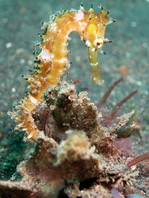 Thorny Seahorse - <em>Hippocampus histrix</em> - Dorniges Seepferdchen
