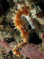 Thorny Seahorse - <em>Hippocampus histrix</em> - Dorniges Seepferdchen